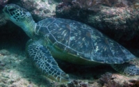 Bob, green turtle, adopted by Lucas Green turtle, Galu, Diani Beach, Kenya