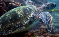 Tzuki, green turtle, adopted for Zainab Adopt a turtle in Kenya