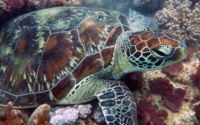 Bob, green turtle, adopted Green turtle on a reef in Kenya. Image.