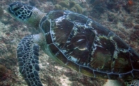 Bubble, green turtle, adopted for Sasha by Jordyn Yowell Adopt a turtle in Kenya