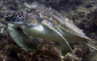 Bella, green turtle, adopted for Benno & Michelle Green turtle, Kisima Mungu Reef, Diani Beach, Kenya. Image.