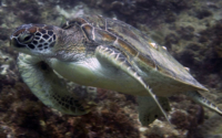 Bella, green turtle, adopted for Benno & Michelle Green turtle, Kisima Mungu Reef, Diani Beach, Kenya. Image.