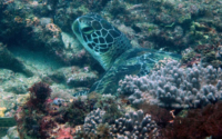 Groszek, green turtle, adopted for Paulina & Pawel by Pawel Green turtle, Mwanamochi, Kenya. Image.
