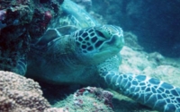 Ben, green turtle, adopted for Ben Green turtle, Galu, Kenya. Image.