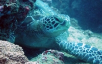 Ben, green turtle, adopted for Ben Green turtle, Galu, Kenya. Image.