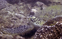 Sven, green turtle, adopted for Donald Green turtle, Mwanamochi, Diani Beach, Kenya. Image.