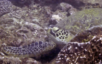 Sven, green turtle, adopted for Donald Green turtle, Mwanamochi, Diani Beach, Kenya. Image.