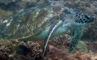 Lexi, green turtle, adopted for Alexander & Siana  by Sansi Green turtle, Mwanamochi, Diani Beach, Kenya
