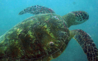 Tijl , green turtle, adopted for Tijl by Sven Green turtle, Milele Reef, Diani Beach, Kenya. Image.
