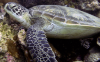 Bee, green turtle, adopted for Calvin Green turtle, Mwanamochi, Diani Beach, Kenya. Image.