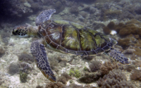 Lynn, green turtle, adopted for Lynn by David Green turtle, Galu Reef, Diani Beach, Kenya. Image.