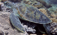 Spike, green turtle, adopted for Christian Green turtle, Galu, Diania Beach, Kenya