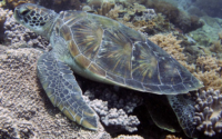 Spike, green turtle, adopted for Christian Green turtle, Galu, Diania Beach, Kenya