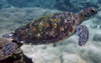 Dominic, green turtle, adopted Green turtle, Galu, Diani Beach, Kenya