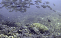 Bia, green turtle, adopted Green turtle, Galu Reef, Diani Beach, Kenya. Image.
