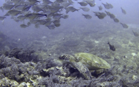 Bia, green turtle, adopted Green turtle, Galu Reef, Diani Beach, Kenya. Image.
