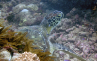 Star, green turtle, adopted by Roseanne Green turtle, Kisima Mungu, Diani, Kenya. Image.
