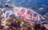 Lewis Hamilton, green turtle, adopted for Ellie Arkenfall Lorenz Green turtle swimming, Kisima Mungu, Kenya. Image.