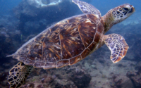 Bonzo, green turtle, adopted for Kevin Green turtle swimming up off the reef, Kisima Mungu, Diani Beach, Kenya. Image.