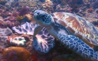 Sissi, green turtle, adopted for Marion Green turtle on coral reef, Kisima Mungu, Diani Beach, Kenya. Image.