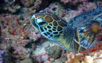 Mango, green turtle, adopted Green sea turtle resting on the reef, Galu, Diani Beach, Kenya. Image.