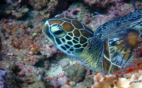 Mango, green turtle, adopted Green sea turtle resting on the reef, Galu, Diani Beach, Kenya. Image.