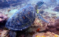 Spaghetto, green turtle, adopted for David Green turtle, Galu, Diani Beach, Kenya. Image.