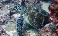 Terry the trucking turtle, green turtle, adopted Green turtle resting in the reef, Mwanamochi, Diani Beach, Kenya. Image.