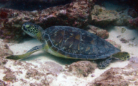 Gertrude, green turtle, adopted Green turtle resting on the reef, Mwanamochi, Diani Beach, Kenya. Image.