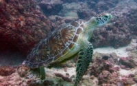 Blake, green turtle, adopted Green turtle, Jadini, Kenya. Image.