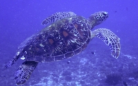 Amalia, green turtle, adopted for Amalia Green turtle swimming in the blue, Milele, Diani Beach, Kenya. Image.