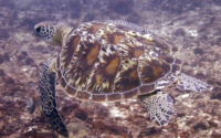 Bambi, green turtle, adopted for Namitaa Green turtle, Jadini, Kenya. Image.