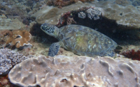 Nomad, green turtle, adopted by Paul Vidler