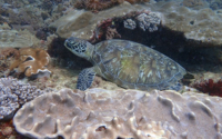 Nomad, green turtle, adopted by Paul Vidler