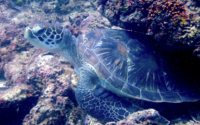 Billy, green turtle, adopted for Reid Green turtle resting in the reef, Milele, Diani Beach, Kenya. Image.