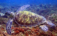 Sandi, green turtle, adopted for Sandi Green turtle swimming over the reef, Milele, Kenya. Image.
