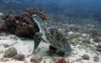 Talulla, green turtle, adopted for Talulla Adopt a turtle in Kenya