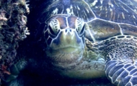 Sea Sassy, green turtle, adopted by Moses Ndegwa Green turtle resting on the reef, Galu, Kenya, Image.