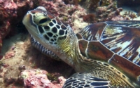 Clifford, green turtle, adopted for Maria Lorenz Green turtle resting on the reef, Kisima Mungu, Kenya. Image.