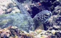 Caroline, green turtle, adopted for Caroline Green turtle resting in the reef, Igloo, Kenya. Image.