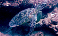 Talos, green turtle, adopted Green turtle swimming out of a cave, Igloo, Kenya. Image.