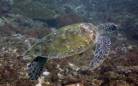 Saitoti, green turtle, adopted by Helmer Green turtle, Kongo reef, Diani, Kenya. Image.