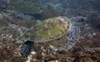 Saitoti, green turtle, adopted by Helmer Green turtle, Kongo reef, Diani, Kenya. Image.