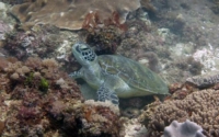 Didier, green turtle, adopted Green turtle, Kongo, Diani Beach, Kenya
