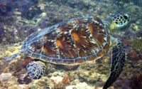 Popwala, green turtle, adopted by Sayan for Madhav and Eshani Green turtle swimming on the reef, Milele, Kenya. Image.