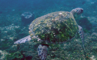 Kenny, green turtle, adopted by Kenneth Green turtle swimming on reef, Kongo, Kenya