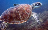 Flapper, green turtle, adopted by Lisa Stiwinter for Vann Juvenile green turtle swimming, Mwanamochi, Kenya. Image.