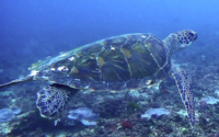 Ponsonby, green turtle, adopted for Hana Green turtle swimming over the reef, Kisima Mungu, Kenya. Image.