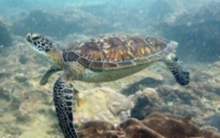 Elizaveta, green turtle, adopted by Nicky Green turtle, Kisima Mungu, Diani, Kenya. Image.