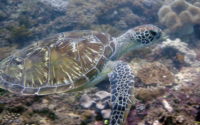 Hope, green turtle, adopted by The organization Think Tree Green turtle, Mwanyaza, Diani Beach, Kenya. Image.